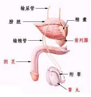 包皮整形如何治疗好